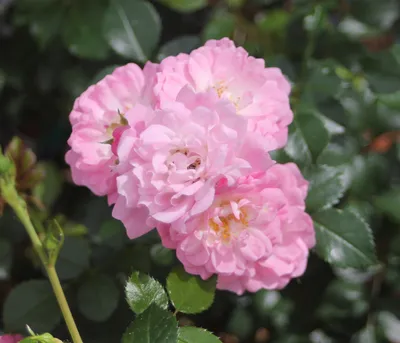 Produktbild von Dehner Rose Bodendeckerrose Satina®, Züchter Tantau, rosa-farbene Blüten, duftend, 15-30 cm, 4 l Topf