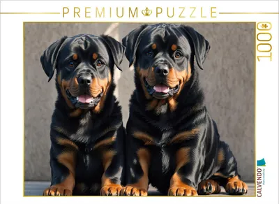 Produktbild von CALVENDO Puzzle Majestätische Rottweiler - Voller Kraft und Loyalität | 1000 Teile Lege-Größe 64x48cm Foto-Puzzle für glückliche Stunden