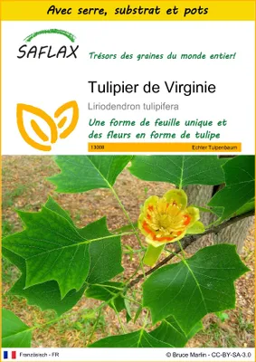 Image de SAFLAX Ensemble de culture - Tulipier de Virginie - 20 graines - Liriodendron