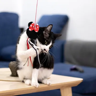 Imagen del producto de Disney, Minnie Mouse: Juguete interactivo para gatos, ideal para estimular a los gatos activos