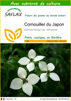 Image de SAFLAX  - Cornouiller du Japon - 30 graines - Avec substrat - Cornus