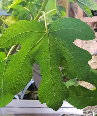 Image de Ficus carica 'Violet de Malatrait' / Figuier Violet de Malatrait