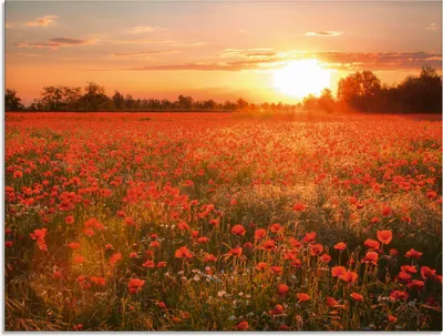 Produktbild von ARTland Glasbild Mohnblumenfeld bei Sonnenuntergang Größe: 80x60 cm