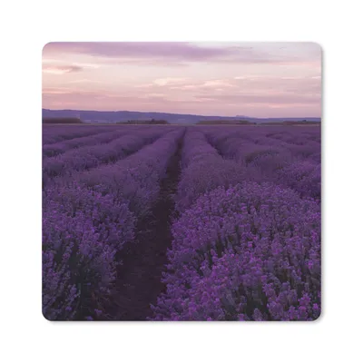 Produktbild von MuchoWow® Mauspad Mousepad Lavendel - Lila - Blumen - Natur 30x30 cm - Mousepads - Maus Mat - Pad - Mausunterlage - Gaming