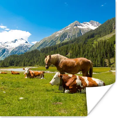 Produktbild von MuchoWow® Poster Kühe - Pferde - Alpen 50x50 cm - Wohnzimmerdekoration