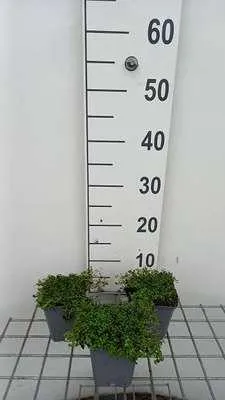 Obrázek produktu pro 6 x Mentha requienii - Máta - květináč 9 x 9 cm
