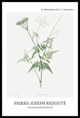 Produktbild von Plakat 40x60cm Design Rotted Chervil, Redoute Vintage für das Wohnzimmer