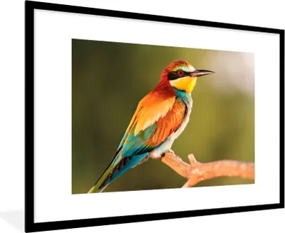 Produktbild von MuchoWow® Gerahmtes Poster Vögel - Bienenfresser - Regenbogen - Tiere 90x60 cm - Poster mit Schwarzem Bilderrahmen Wandposter Rahmen Foto Bilder - Wanddekoration - Fotos