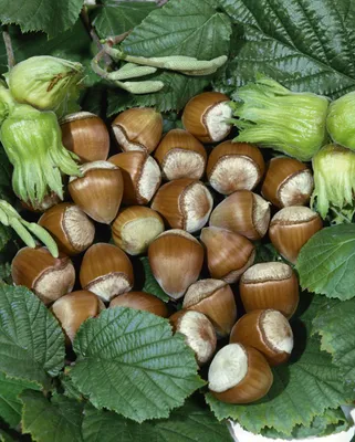 Produktbild von Corylus avellana 'Hallesche Riesennuss', Haselnuss, 60–100 cm