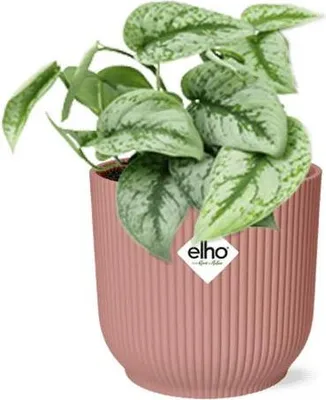 Image de Lierre d'intérieur Scindapsus Pictus Trebie, pot décoratif rose Ø 14 cm, plante suspendue purificatrice d'air