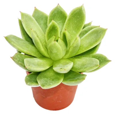Produktbild von Echeveria agavoides - kleine Pflanze im 5,5cm Topf