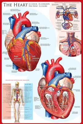 Produktbild von Poster - Educational - Bildung - The Heart Das Herz