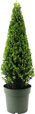 Obrázok produktu pre Cezmína vrúbkovaná pyramída FloraSelf Ilex crenata 'Jenny' priemer cca 55 cm kvetináč 4 l