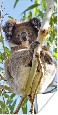 Produktbild von MuchoWow® Poster Koala - Luft - Zweige - Jungen - Mädchen 80x160 cm - Kinderzimmer