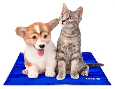Produktbild von Arquivet - Kühlmatte für Hunde und Katzen, 40 x 50 cm