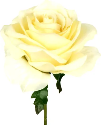 Produktbild von 6 x Rosen Rosenblüten Stiele L19cm creme/weiß Rosenpick