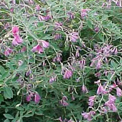 Obrázok produktu pre 2 x Thunbergs Buschklee - Lespedeza thunbergii | 30-40 cm v nádobe