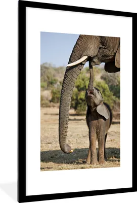 Produktbild von MuchoWow® MuchoWow® Gerahmtes Poster Elefant - Tiere - Gras - Natur 60x90 cm - Poster mit zchwarzem Bilderrahmen - Dekoration - Wandposter Wohnzimmer - Hochwertig