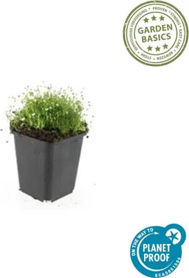Zdjęcie produktu dla Sagina subulata - Ø10 - 25cm - Ø9cm - 12 sztuk - odporna na deptanie