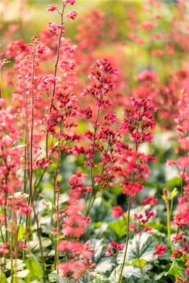 Produktbild von Heuchera 'Paris' - Purpurglöckchen 'Paris', im Topf 12 cm - 12 cm