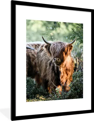 Produktbild von MuchoWow® Gerahmtes Poster Schottische Highlander - Wald - Tiere 60x80 cm - Poster mit Schwarzem Bilderrahmen Wandposter Rahmen Foto Bilder - Wohnzimmer - Dekorationen - Prämie