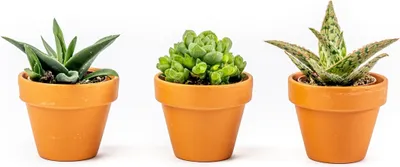 Obrázek produktu pro Gardners Aloe mix, průměr 6 cm