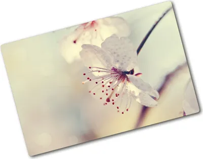 Produktbild von Tulup Glas Herdabdeckplatte - 80x52 cm - Glaskeramikkochfeld-Abdeckung Spritzschutz Glasabdeckplatte - Einteilig - Blumen & Pflanzen - Kirschblüte - Weiß