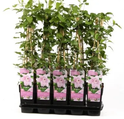 Zdjęcie produktu dla Clematis Pink Fantasy 60-80 cm roślina pnąca