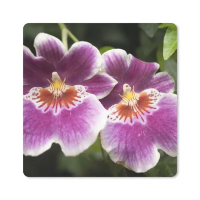 Produktbild von MuchoWow® Mauspad Mousepad Wilde Orchidee 20x20 cm - Mousepads - Maus Mat - Pad - Mausunterlage - Desk Mat - Bureauartikeln