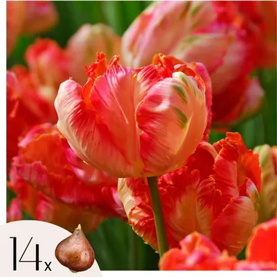 Produktbild von Tulpenzwiebeln - 14 Stk - Tulipa 'Apricot Parrot' - Blumenzwiebeln - Rosa