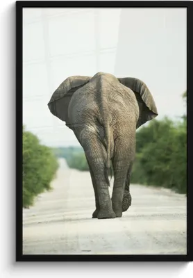 Produktbild von MuchoWow® MuchoWow® Gerahmtes Poster Elefant - Kröte - Tiere - Natur 60x90 cm - Poster mit zchwarzem Bilderrahmen - Kunst