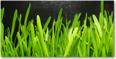 Produktbild von Tulup® Leinwandbild -100x50 cm - Wandkunst - Drucke auf Leinwand - Leinwanddruck  - Blumen & Pflanzen - Grün - Gras
