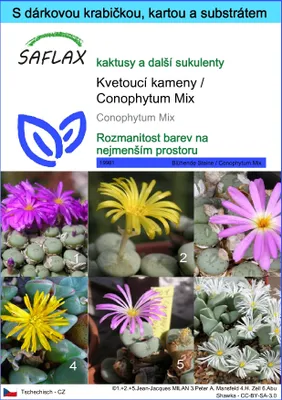 Obrázek produktu pro SAFLAX Dárková sada - Kvetoucí kameny / Conophytum Mix - Conophytum Mix - 40 Semena - S dárkovou krabičkou, přepravním štítkem, dárkovou kartou a pěstebním médiem