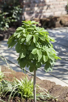 Produktbild von Aesculus hippocastanum 'Monstrosa', Rosskastanie, 30–40 cm