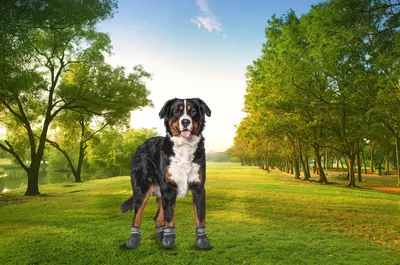 Produktbild von Pfotenschutz für Hunde Hundeschuhe 4er Set mit Beutel wasserdicht rutschfest