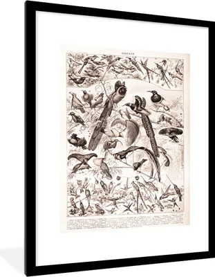 Produktbild von MuchoWow® Gerahmtes Poster Vogel - Natur - Schwarz - Weiß 60x80 cm - Poster mit Schwarzem Bilderrahmen Wandposter Rahmen Foto Bilder - Wohnzimmer - Dekorationen - Prämie
