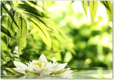 Produktbild von Tulup® Glas-Bild - 100 x 70 - Wandbild aus Glas - Wandkunst - Wandbild hinter gehärtetem Sicherheitsglas - Blumen & Pflanzen - Seerose - Grün