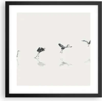 Produktbild von Gerahmtes Poster - Schwarzer Rahmen - Flug Vogel Reiher - 40x40 cm - Wand Bild - Wanddeko - Wandbilder - Kunstposter - Wandposter - Bilderrahmen - Bilder - Kunstdruck - P2BAC40x40-5096