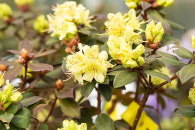 Produktbild von Rhododendron hanceanum 'Princess Anne', gelb, 15–20 cm