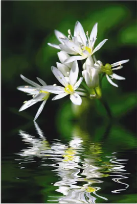 Produktbild von ARTland Wandbild Alu für Innen & Outdoor Bärlauchblüten mit Wasserspiegelung Größe: 20x30 cm
