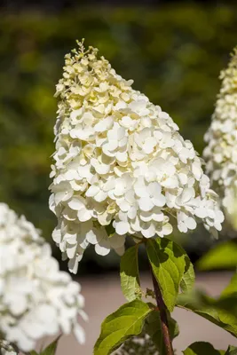 Produktbild von Hydrangea paniculata 'Magical Moonlight', Rispenhortensie, weiß, 60–80 cm
