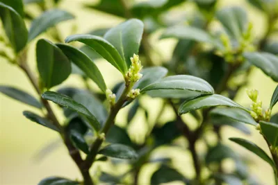 Produktbild von Ilex crenata 'Dark Green', Japanische Stechpalme, ca. 9x9 cm Topf