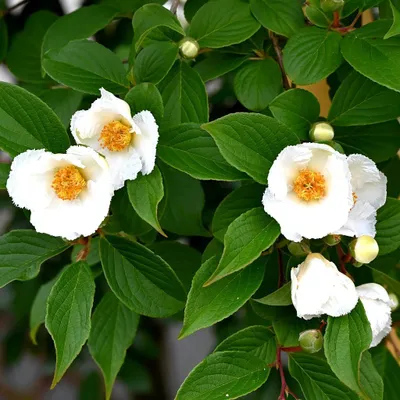 Produktbild von Stewartia pseudocamellia, Falsche Kamelie, Höhe 80–100 cm, 3-Liter-Topf