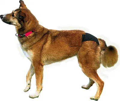 Produktbild von TRIXIE - Hunde-Schutzhöschen schwarz - M
