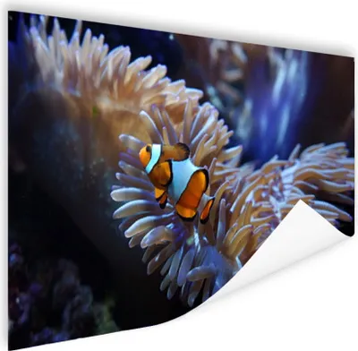 Produktbild von MuchoWow® Poster Fische - Nemo - Koralle 60x40 cm - Schlafzimmerdekoration