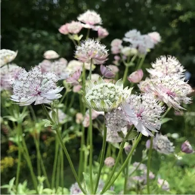 Obrázok produktu pre 6 x hviezdicovka  - Astrantia major 'Buckland'  | Kvetináč 9 cm x 9 cm
