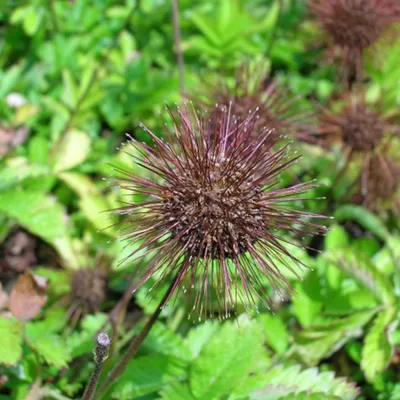 Image de 6 plants de "Stekelnootje" (Acaena magellanica) | Pot de 9 cm x 9 cm