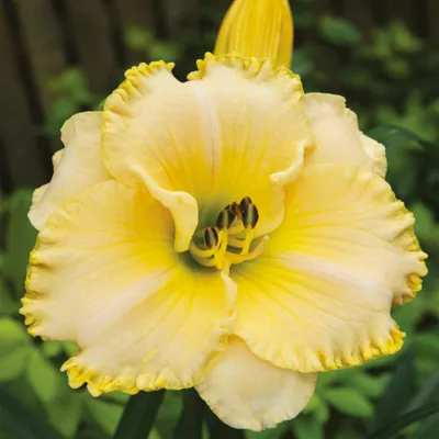 Image de Hemerocallis Hémérocalle de jardin Villa Vanilla 1 pièce Hémérocalles plants
