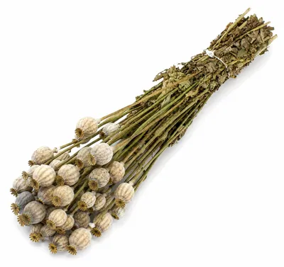 Produktbild von Mohnkapseln getrocknet 150 g ca. 60 cm Papaver Trockenblumen Deko Floristik