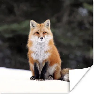 Produktbild von MuchoWow® Poster Fuchs - Schnee - Rot 75x75 cm - Wand Dekoration